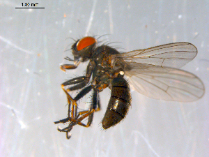  ( - 10PROBE-12971)  @12 [ ] CreativeCommons - Attribution (2011) CBG Photography Group Centre for Biodiversity Genomics