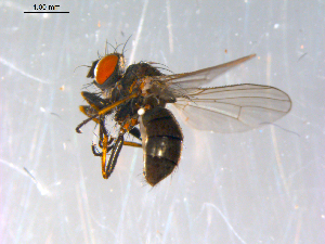  ( - 10PROBE-12972)  @13 [ ] CreativeCommons - Attribution (2011) CBG Photography Group Centre for Biodiversity Genomics