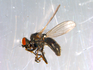  ( - 10PROBE-12973)  @12 [ ] CreativeCommons - Attribution (2011) CBG Photography Group Centre for Biodiversity Genomics