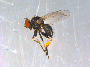  ( - 10PROBE-12974)  @13 [ ] CreativeCommons - Attribution (2011) CBG Photography Group Centre for Biodiversity Genomics