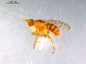  ( - 10PROBE-12982)  @12 [ ] CreativeCommons - Attribution (2011) CBG Photography Group Centre for Biodiversity Genomics