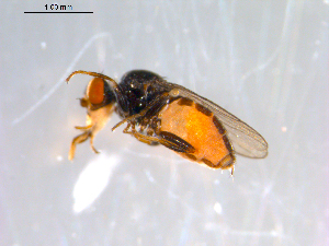  ( - 10PROBE-12989)  @13 [ ] CreativeCommons - Attribution (2011) CBG Photography Group Centre for Biodiversity Genomics