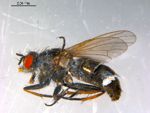  ( - 10PROBE-13000)  @13 [ ] CreativeCommons - Attribution (2011) CBG Photography Group Centre for Biodiversity Genomics