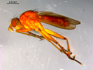  ( - 10PROBE-13159)  @12 [ ] CreativeCommons - Attribution (2011) CBG Photography Group Centre for Biodiversity Genomics