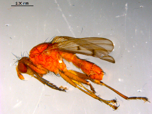  ( - 10PROBE-13193)  @12 [ ] CreativeCommons - Attribution (2011) CBG Photography Group Centre for Biodiversity Genomics