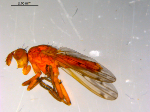  ( - 10PROBE-13195)  @12 [ ] CreativeCommons - Attribution (2011) CBG Photography Group Centre for Biodiversity Genomics