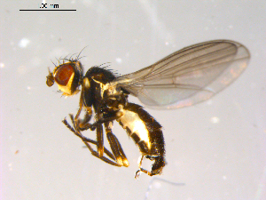  (Cerodontha lineella - 10PROBE-13215)  @12 [ ] CreativeCommons - Attribution (2011) CBG Photography Group Centre for Biodiversity Genomics