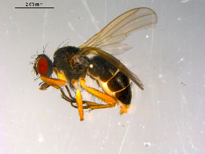  ( - 10PROBE-13223)  @13 [ ] CreativeCommons - Attribution (2011) CBG Photography Group Centre for Biodiversity Genomics