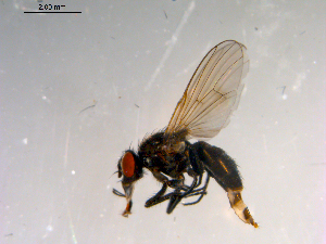  ( - 10PROBE-13239)  @12 [ ] CreativeCommons - Attribution (2011) CBG Photography Group Centre for Biodiversity Genomics
