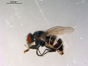  ( - 10PROBE-13240)  @13 [ ] CreativeCommons - Attribution (2011) CBG Photography Group Centre for Biodiversity Genomics