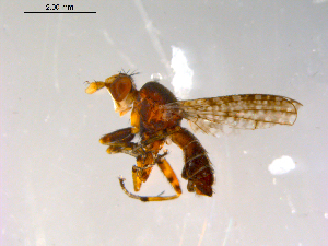  ( - 10PROBE-13336)  @12 [ ] CreativeCommons - Attribution (2011) CBG Photography Group Centre for Biodiversity Genomics