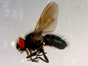  ( - 10PROBE-13398)  @14 [ ] CreativeCommons - Attribution (2011) CBG Photography Group Centre for Biodiversity Genomics