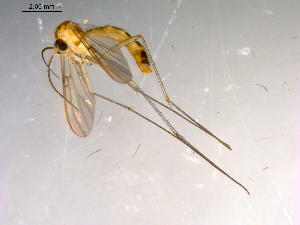  ( - 10PROBE-13417)  @13 [ ] CreativeCommons - Attribution (2011) CBG Photography Group Centre for Biodiversity Genomics