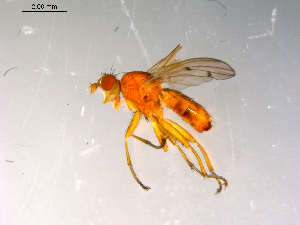 ( - 10PROBE-13426)  @13 [ ] CreativeCommons - Attribution (2011) CBG Photography Group Centre for Biodiversity Genomics