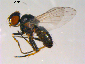  ( - 10PROBE-13431)  @13 [ ] CreativeCommons - Attribution (2011) CBG Photography Group Centre for Biodiversity Genomics