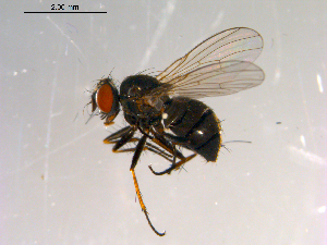  ( - 10PROBE-13432)  @13 [ ] CreativeCommons - Attribution (2011) CBG Photography Group Centre for Biodiversity Genomics