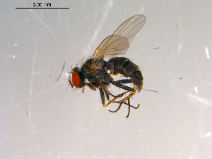  ( - 10PROBE-13433)  @13 [ ] CreativeCommons - Attribution (2011) CBG Photography Group Centre for Biodiversity Genomics