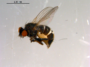  ( - 10PROBE-13434)  @13 [ ] CreativeCommons - Attribution (2011) CBG Photography Group Centre for Biodiversity Genomics