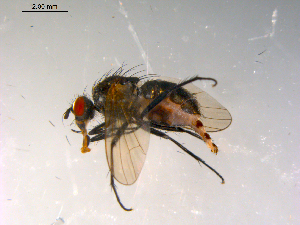  ( - 10PROBE-13455)  @12 [ ] CreativeCommons - Attribution (2011) CBG Photography Group Centre for Biodiversity Genomics