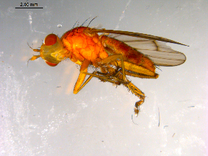  ( - 10PROBE-13466)  @12 [ ] CreativeCommons - Attribution (2011) CBG Photography Group Centre for Biodiversity Genomics