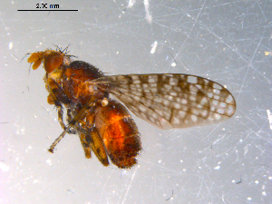  ( - 10PROBE-13620)  @12 [ ] CreativeCommons - Attribution (2011) CBG Photography Group Centre for Biodiversity Genomics
