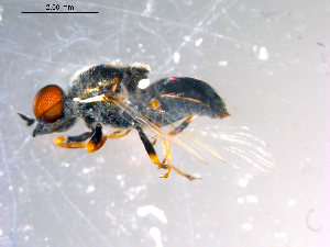  ( - 10PROBE-13634)  @12 [ ] CreativeCommons - Attribution (2011) CBG Photography Group Centre for Biodiversity Genomics