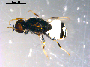  ( - 10PROBE-13647)  @13 [ ] CreativeCommons - Attribution (2011) CBG Photography Group Centre for Biodiversity Genomics