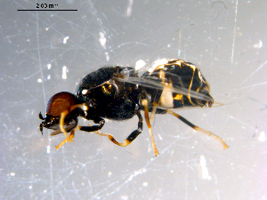  ( - 10PROBE-13650)  @12 [ ] CreativeCommons - Attribution (2011) CBG Photography Group Centre for Biodiversity Genomics