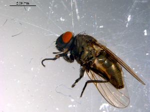  ( - 10PROBE-13680)  @13 [ ] CreativeCommons - Attribution (2011) CBG Photography Group Centre for Biodiversity Genomics