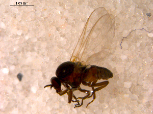  ( - 10PROBE-13698)  @13 [ ] CreativeCommons - Attribution (2011) CBG Photography Group Centre for Biodiversity Genomics