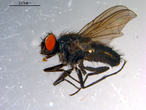  ( - 10PROBE-13706)  @13 [ ] CreativeCommons - Attribution (2011) CBG Photography Group Centre for Biodiversity Genomics