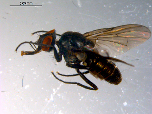  ( - 10PROBE-13708)  @13 [ ] CreativeCommons - Attribution (2011) CBG Photography Group Centre for Biodiversity Genomics