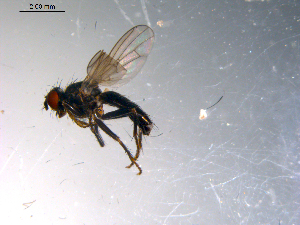 ( - 10PROBE-13722)  @13 [ ] CreativeCommons - Attribution (2011) CBG Photography Group Centre for Biodiversity Genomics