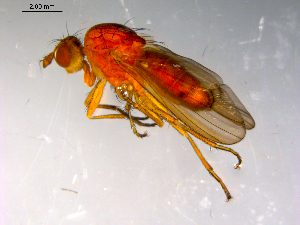 ( - 10PROBE-13771)  @12 [ ] CreativeCommons - Attribution (2011) CBG Photography Group Centre for Biodiversity Genomics