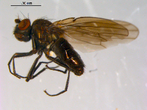  ( - 10PROBE-13781)  @13 [ ] CreativeCommons - Attribution (2011) CBG Photography Group Centre for Biodiversity Genomics