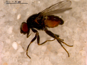  ( - 10PROBE-13842)  @13 [ ] CreativeCommons - Attribution (2011) CBG Photography Group Centre for Biodiversity Genomics