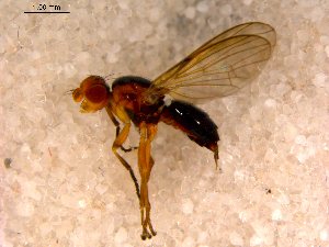  (Allopiophila - 10PROBE-13850)  @13 [ ] CreativeCommons - Attribution (2011) CBG Photography Group Centre for Biodiversity Genomics