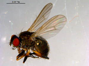  ( - 10PROBE-13867)  @13 [ ] CreativeCommons - Attribution (2011) CBG Photography Group Centre for Biodiversity Genomics