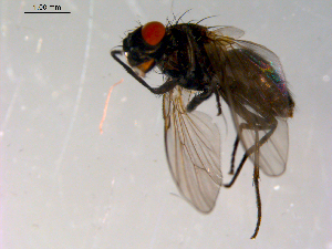  ( - 10PROBE-13869)  @12 [ ] CreativeCommons - Attribution (2011) CBG Photography Group Centre for Biodiversity Genomics