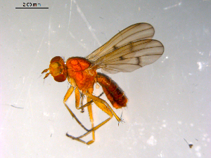  ( - 10PROBE-13886)  @13 [ ] CreativeCommons - Attribution (2011) CBG Photography Group Centre for Biodiversity Genomics