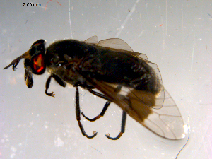  ( - 10PROBE-13888)  @12 [ ] CreativeCommons - Attribution (2011) CBG Photography Group Centre for Biodiversity Genomics