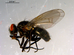  ( - 10PROBE-13893)  @14 [ ] CreativeCommons - Attribution (2011) CBG Photography Group Centre for Biodiversity Genomics