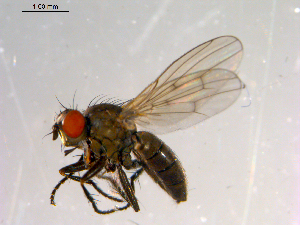  ( - 10PROBE-13895)  @13 [ ] CreativeCommons - Attribution (2011) CBG Photography Group Centre for Biodiversity Genomics