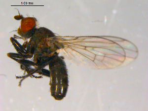  ( - 10PROBE-13896)  @13 [ ] CreativeCommons - Attribution (2011) CBG Photography Group Centre for Biodiversity Genomics