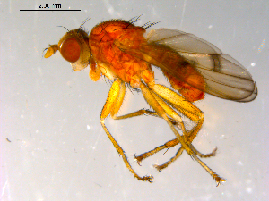  ( - 10PROBE-13911)  @13 [ ] CreativeCommons - Attribution (2011) CBG Photography Group Centre for Biodiversity Genomics