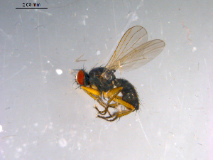  ( - 10PROBE-13966)  @12 [ ] CreativeCommons - Attribution (2011) CBG Photography Group Centre for Biodiversity Genomics