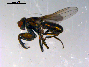  ( - 10PROBE-14002)  @12 [ ] CreativeCommons - Attribution (2011) CBG Photography Group Centre for Biodiversity Genomics