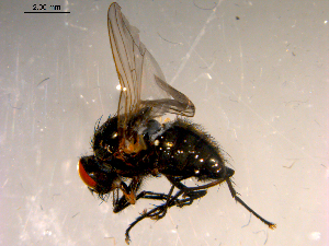  ( - 10PROBE-14028)  @12 [ ] CreativeCommons - Attribution (2011) CBG Photography Group Centre for Biodiversity Genomics