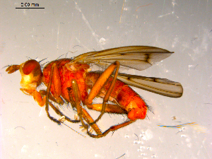  ( - 10PROBE-14037)  @12 [ ] CreativeCommons - Attribution (2011) CBG Photography Group Centre for Biodiversity Genomics