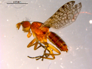  ( - 10PROBE-14067)  @12 [ ] CreativeCommons - Attribution (2011) CBG Photography Group Centre for Biodiversity Genomics